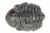 Enrolled, Reedops Trilobite - Atchana, Morocco #252785-2